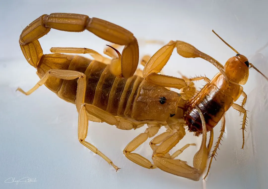 Arizona Scorpion